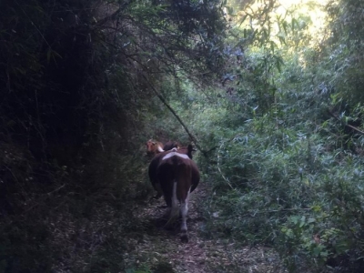 CentroCasas.cl Venta de Parcela en Corral, Tres Chiflones - Corral